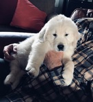 ENGLISH CREAM GOLDEN RETRIEVER PUPPIES<br/>PUPPIES!!