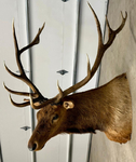 COLORADO 6x8 BULL ELK MOUNT<br/>COLORADO 6x8 Bull Elk Mount