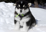 Alaskan Malamute<br/>Alaskan Malamute Pups AKC