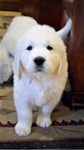 ENGLISH CREAM GOLDEN RETRIEVER PUPPIES<br/>PUPPIES!!