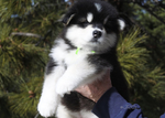 Alaskan Malamute<br/>Alaskan Malamute Pups AKC