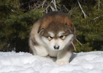 Alaskan Malamute<br/>Alaskan Malamute Pups AKC