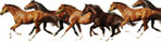 Horses<br/>HORSE BOARDING