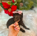 Standard poodle puppies and Schnauzer puppies<br/>Puppies for homing