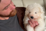 Samoyed Puppy<br/>Female available