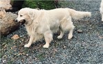 ENGLISH CREAM GOLDEN RETRIEVER PUPPIES<br/>PUPPIES!!