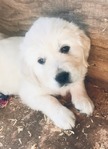 ENGLISH CREAM GOLDEN RETRIEVER PUPPIES<br/>PUPPIES!!