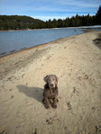 Dog<br/>Silver Lab Puppies